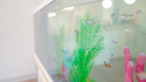Fish Tank in Preschool